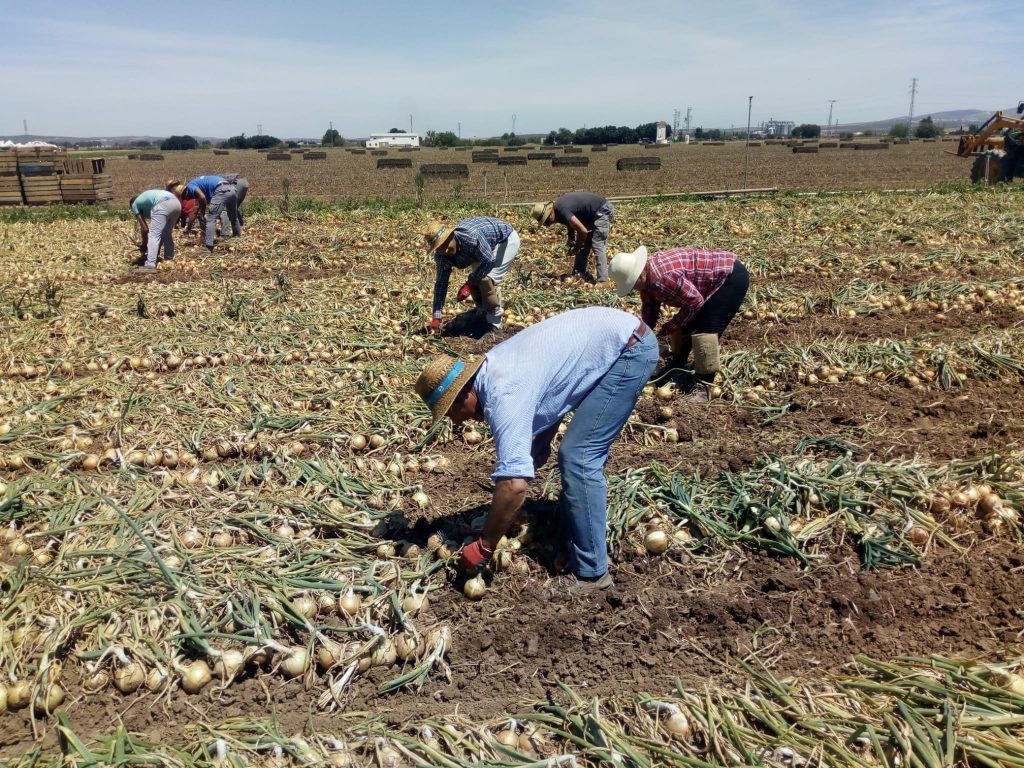 COAG Andalucía anima a las grandes superficies a vender cebollas nacionales en un momento en el que el sector lo está pasando mal